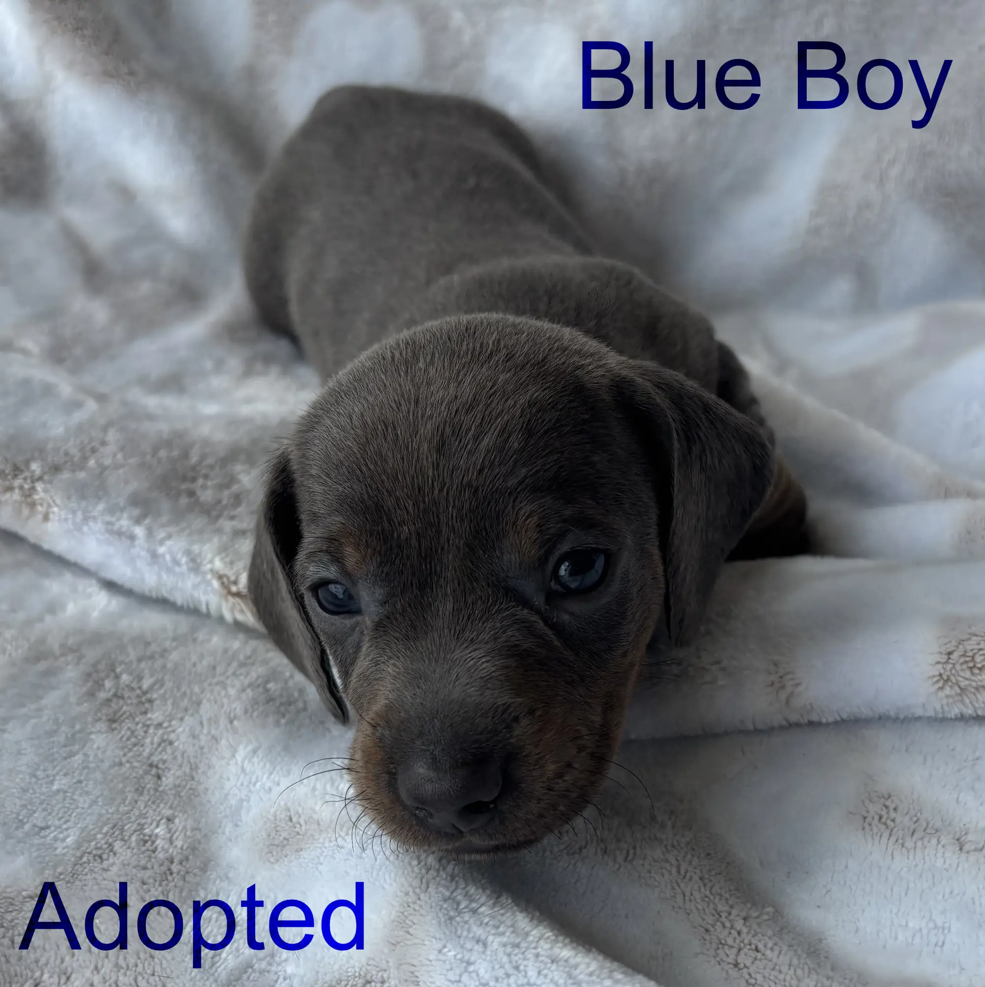 Blue boy first/second week