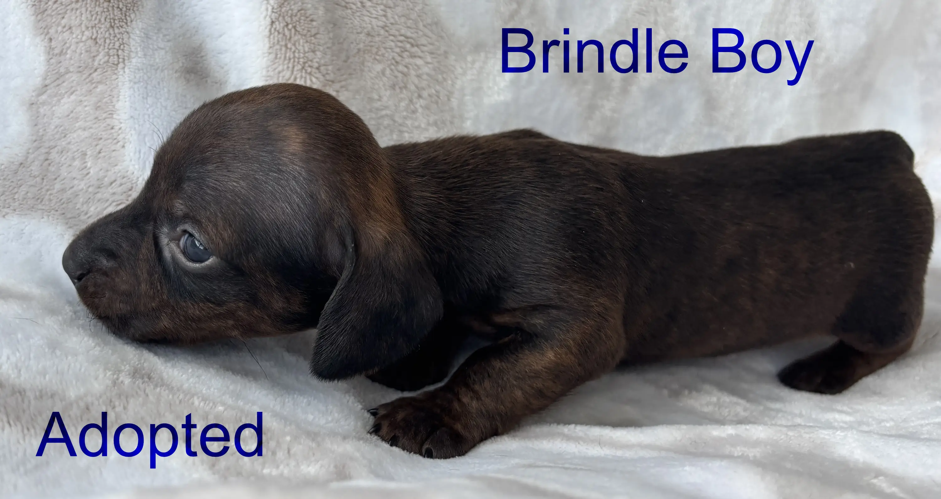 Brindle boy first/second week