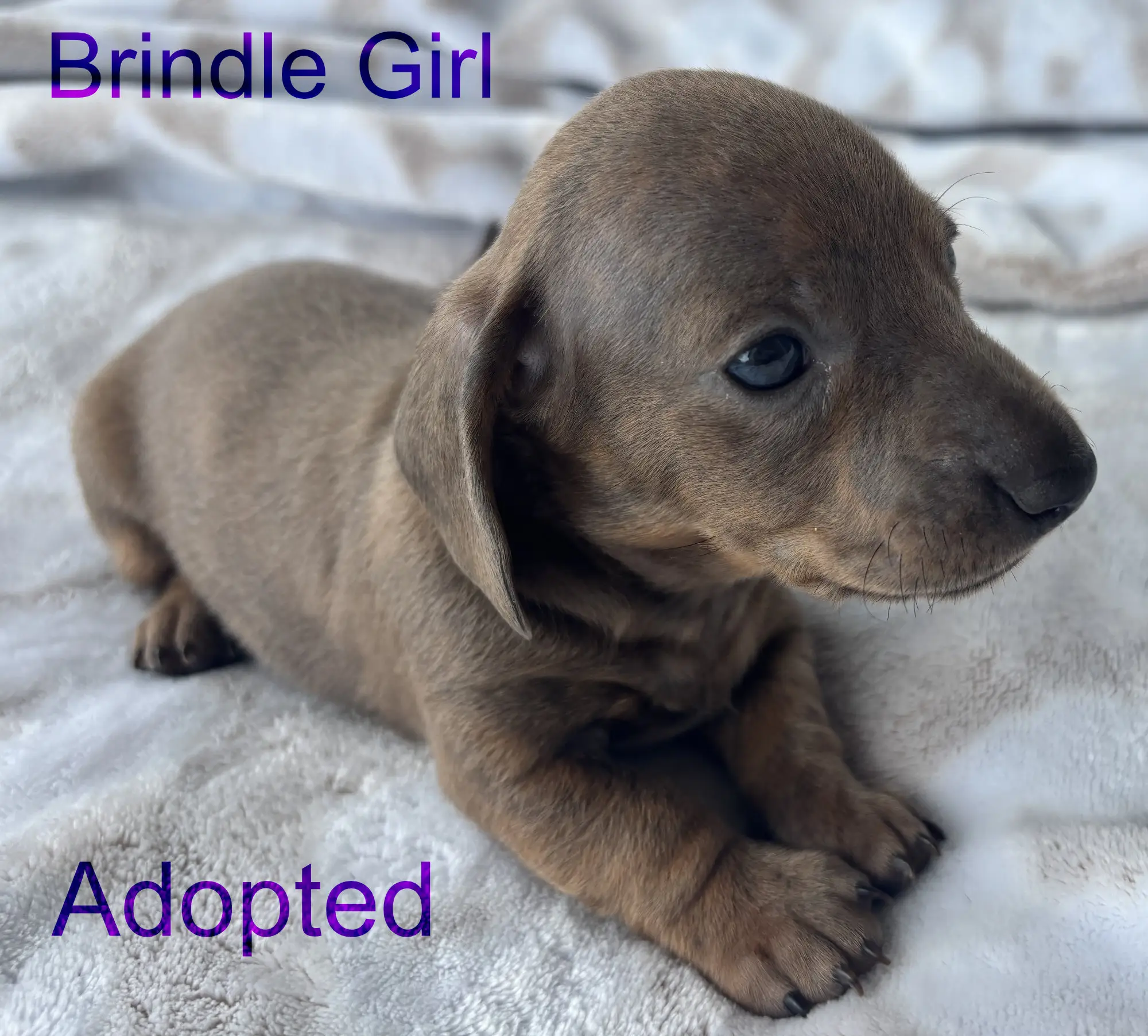 Brindle Girl first/second week