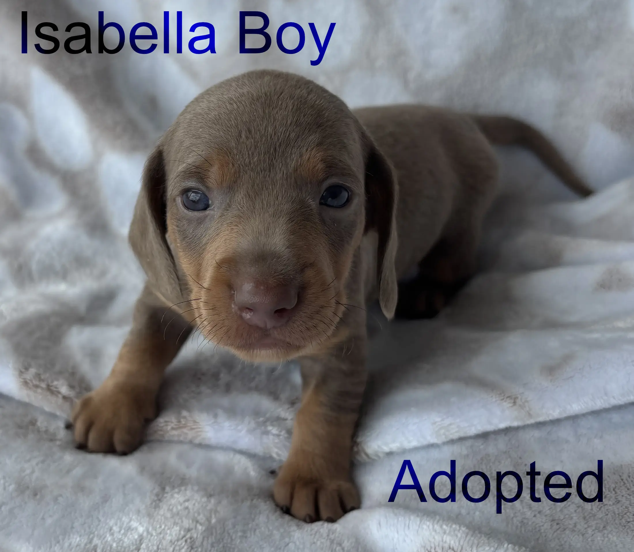 Isabella boy first/second week