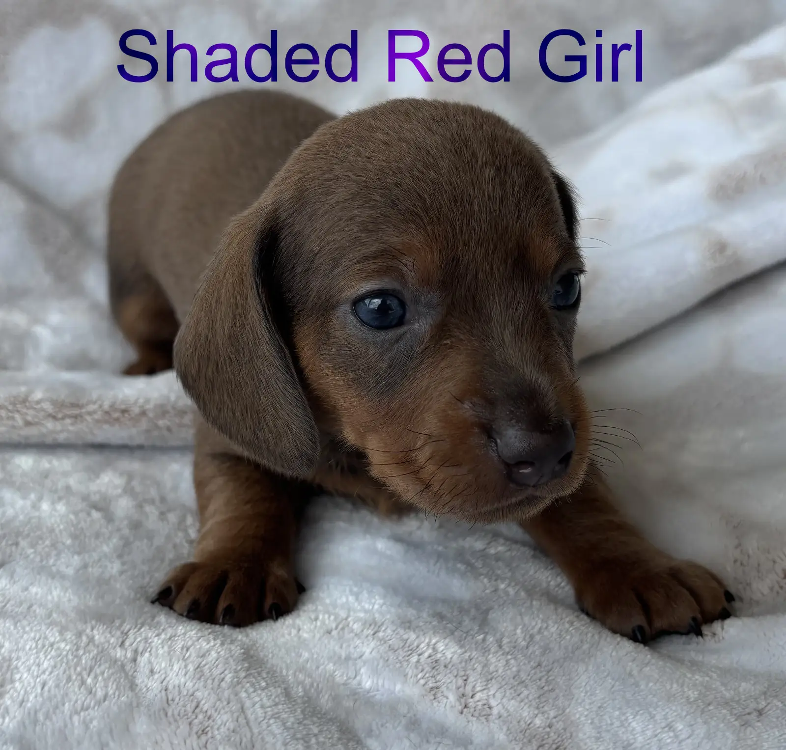 Shaded Red Girl first/second week