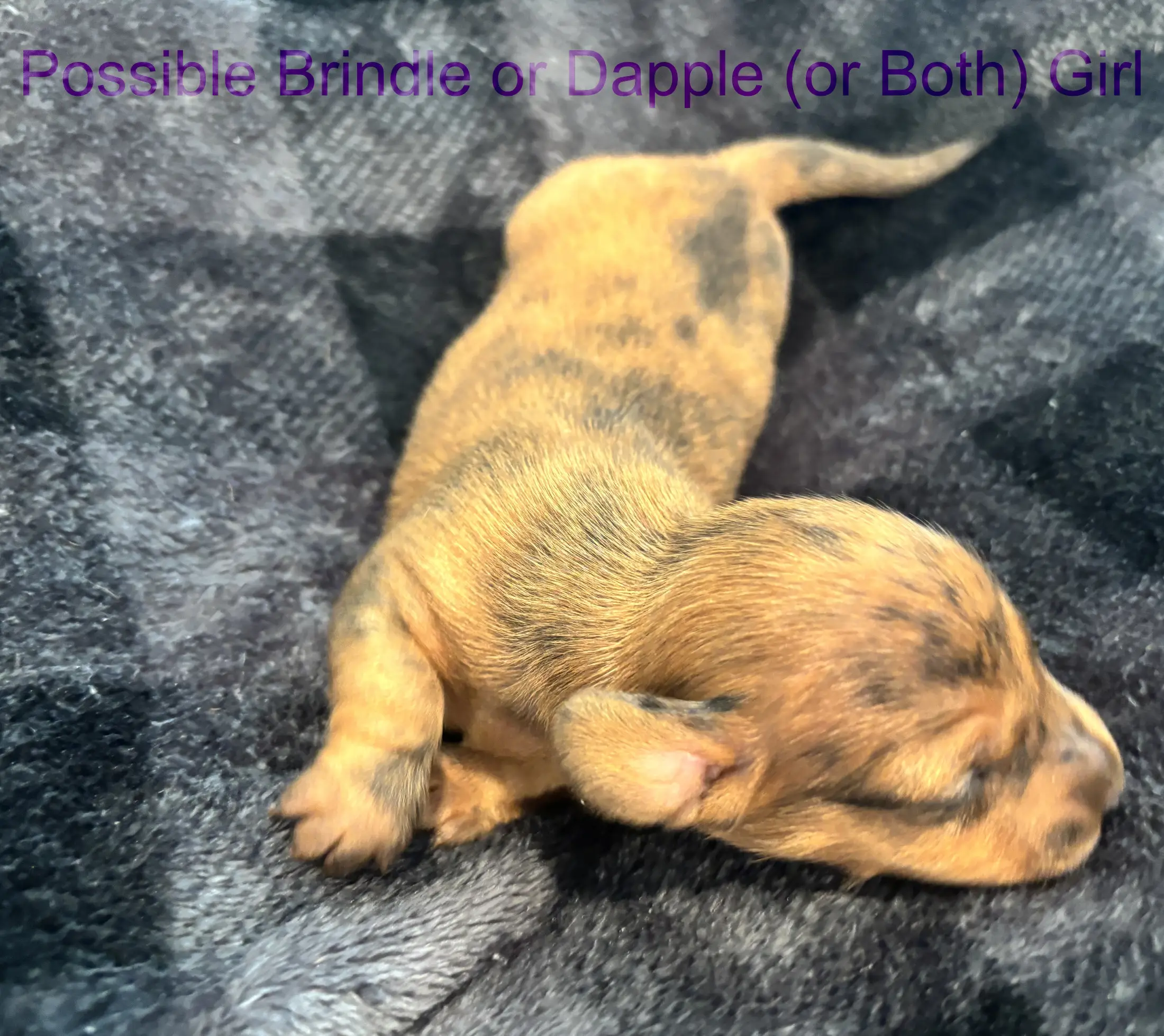 Litter 3: Brindle-Dapple Girl