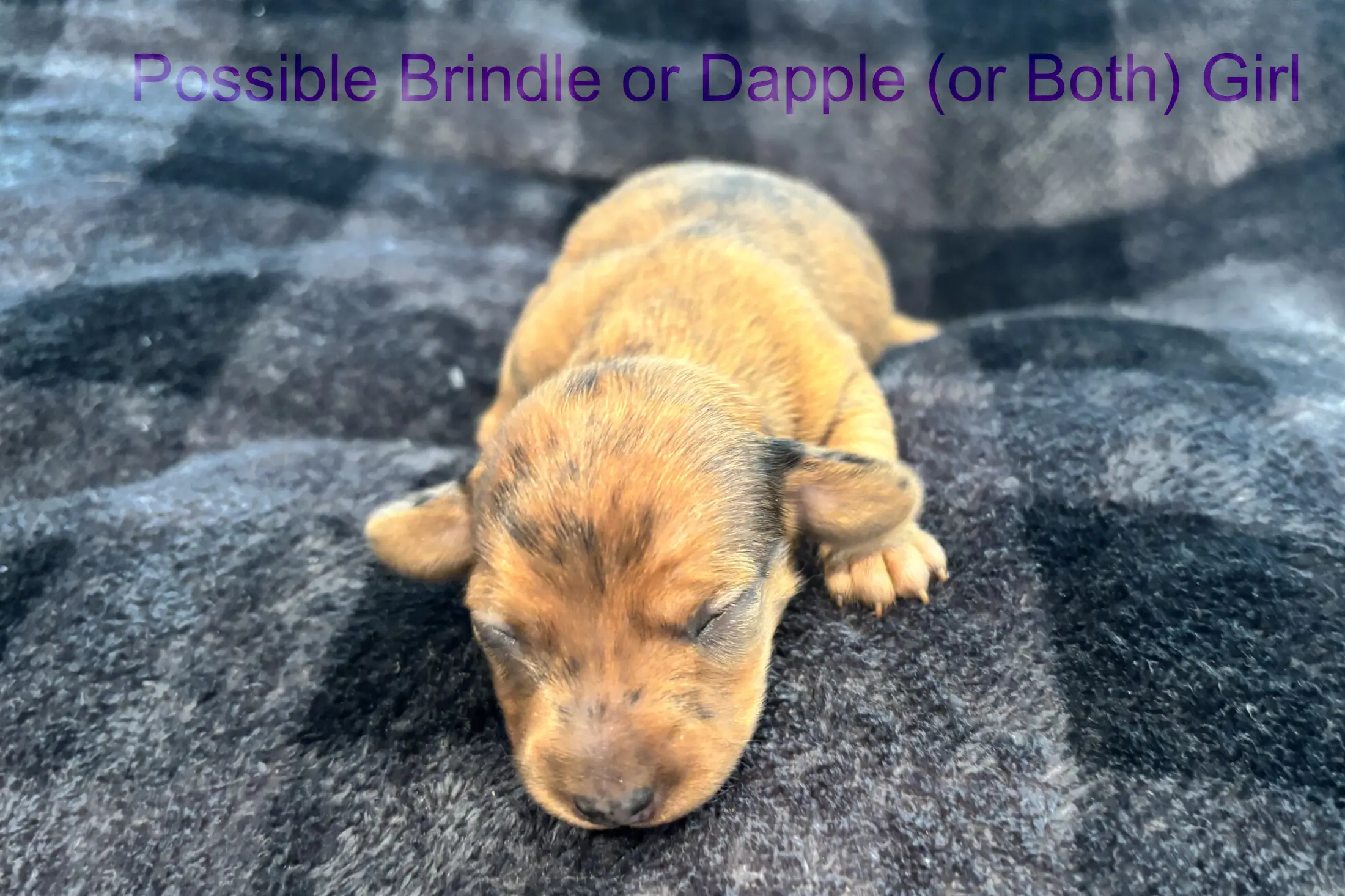 Litter 3: Brindle-Dapple Girl