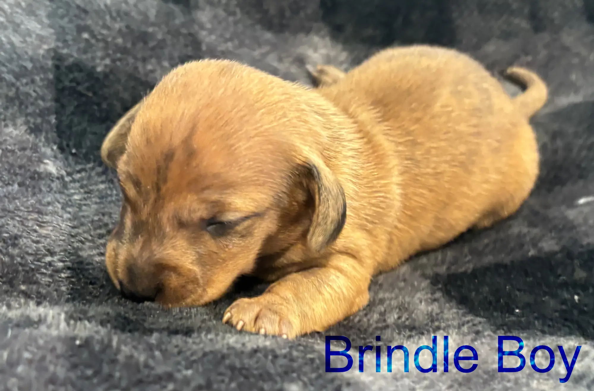 Brindle boy first/second week