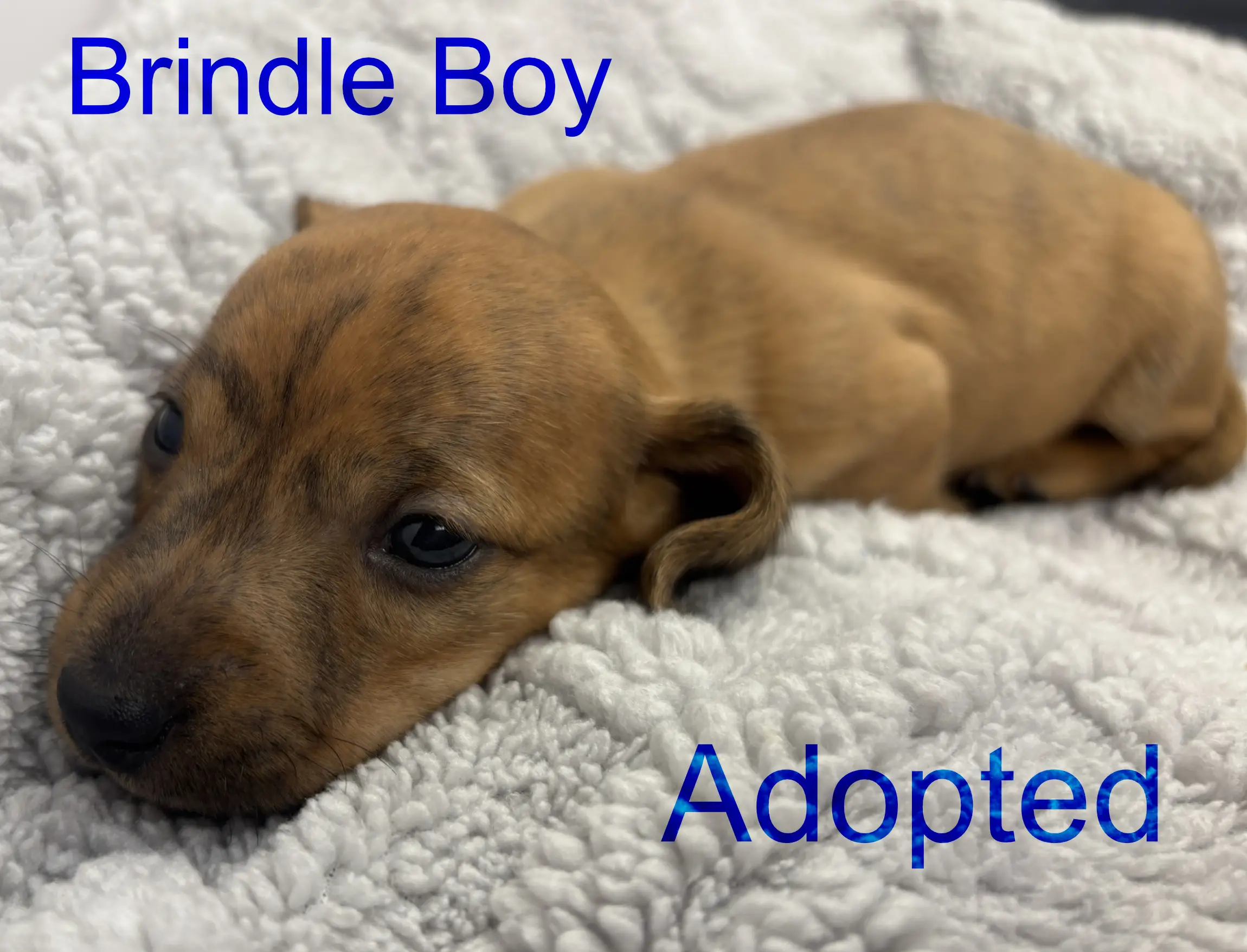 Brindle boy third/fourth week