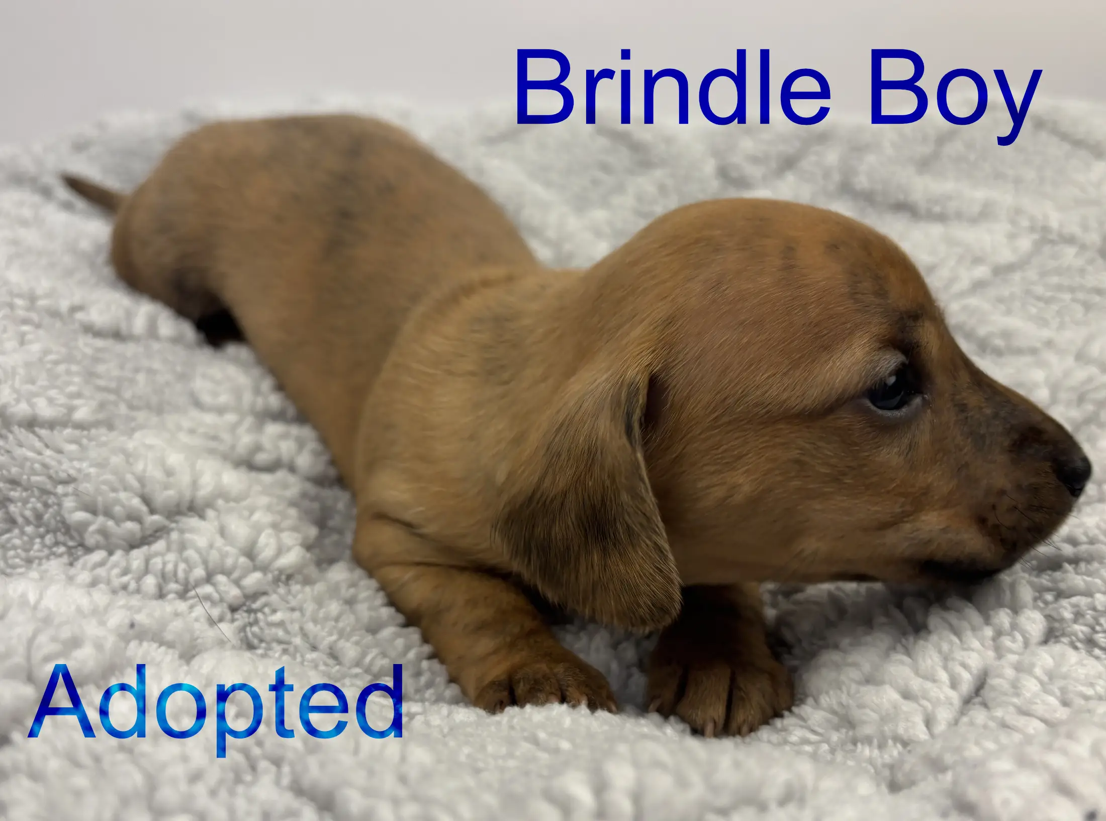 Litter 3: Brindle Boy