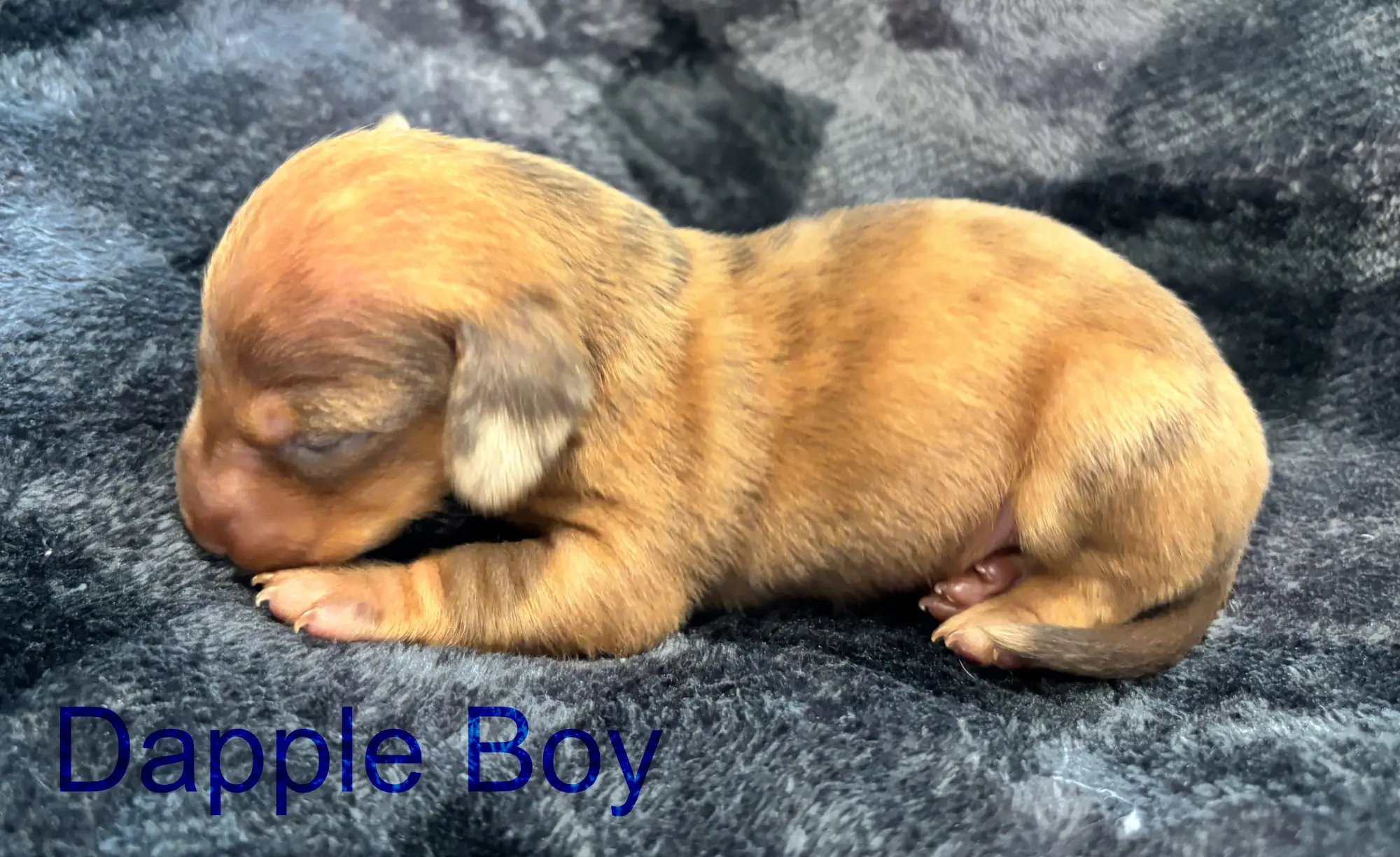 Litter 3: Dapple Boy