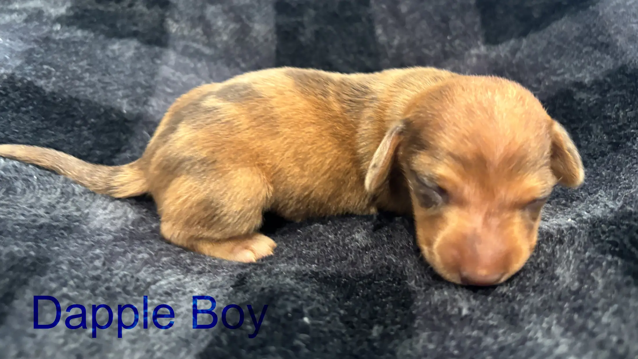 Litter 3: Dapple Boy