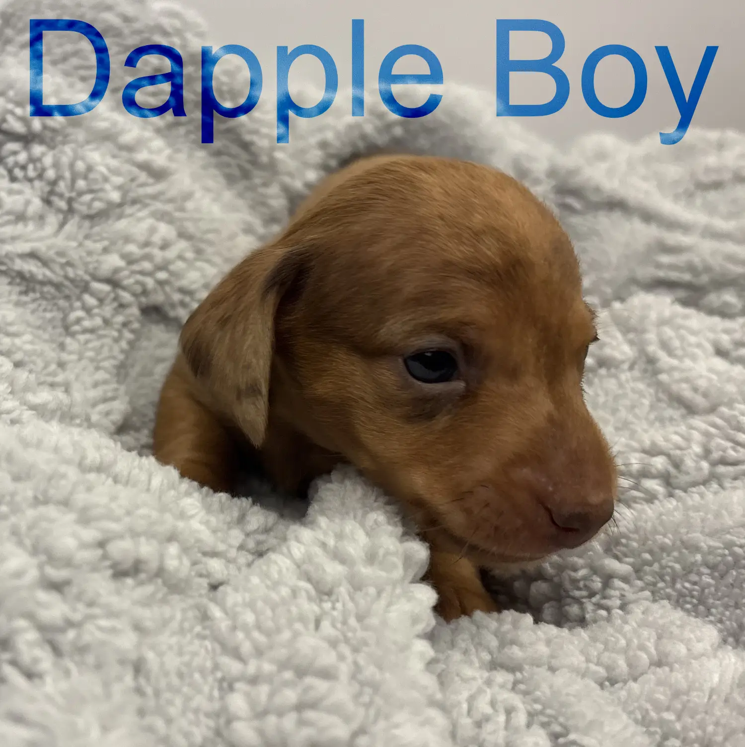 Litter 3: Dapple Boy