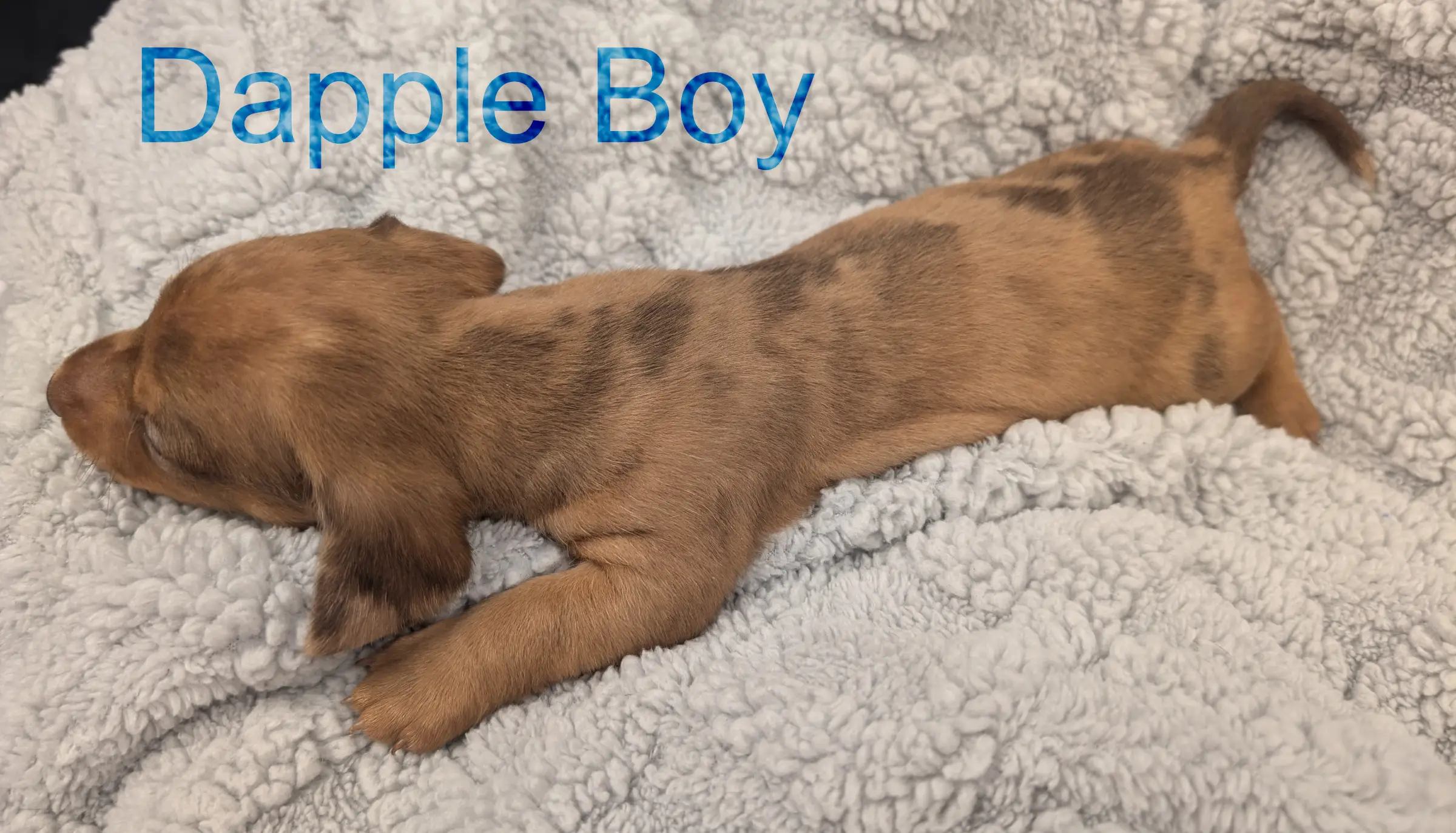 Litter 3: Dapple Boy