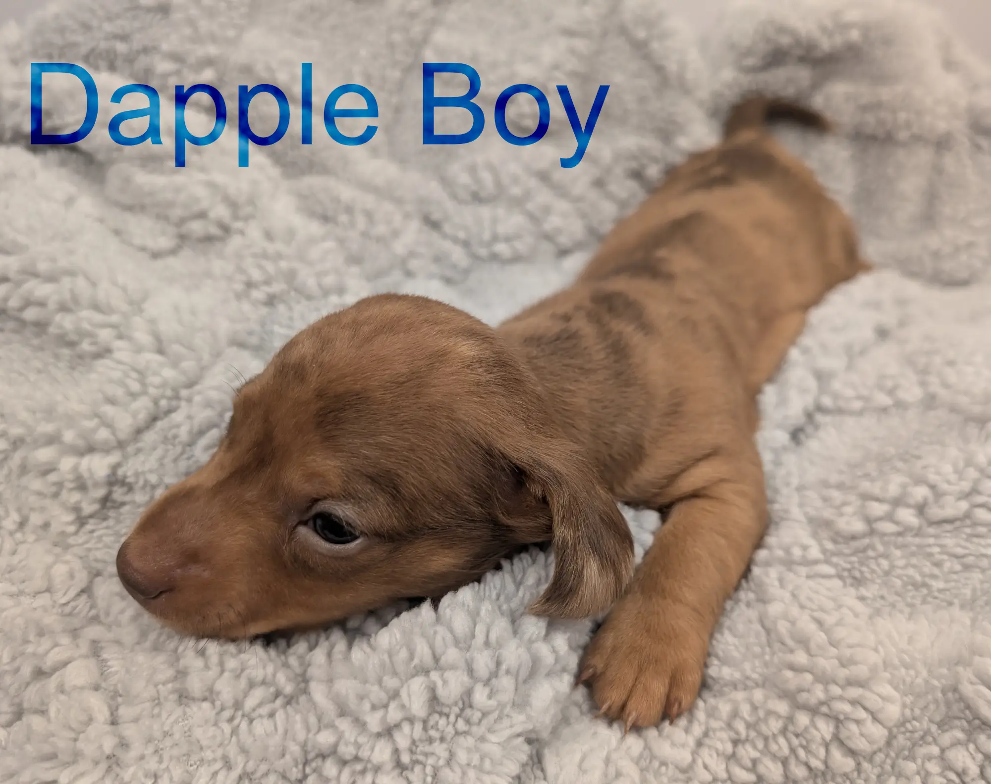 Dapple boy third/fourth week
