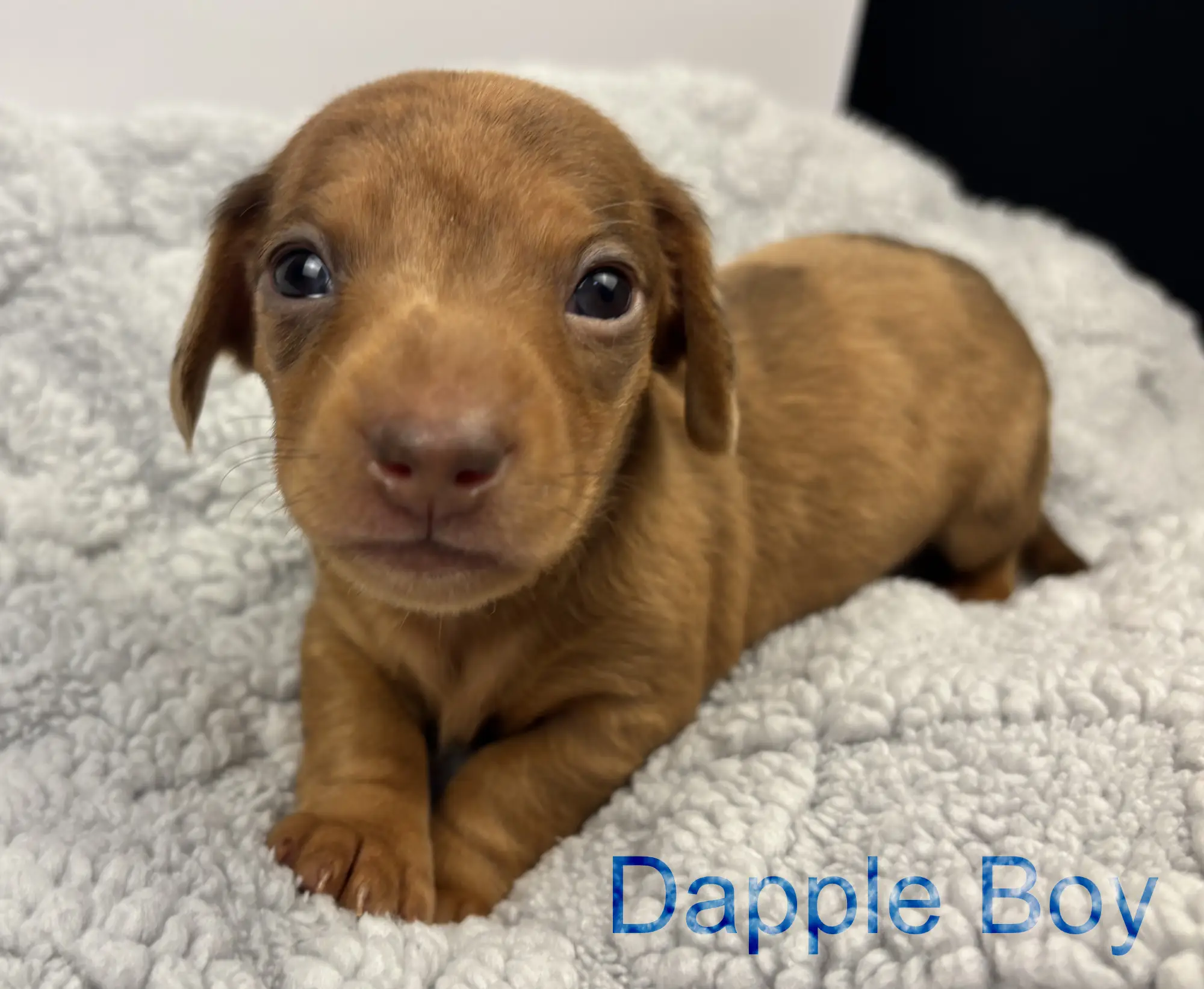 Litter 3: Dapple Boy