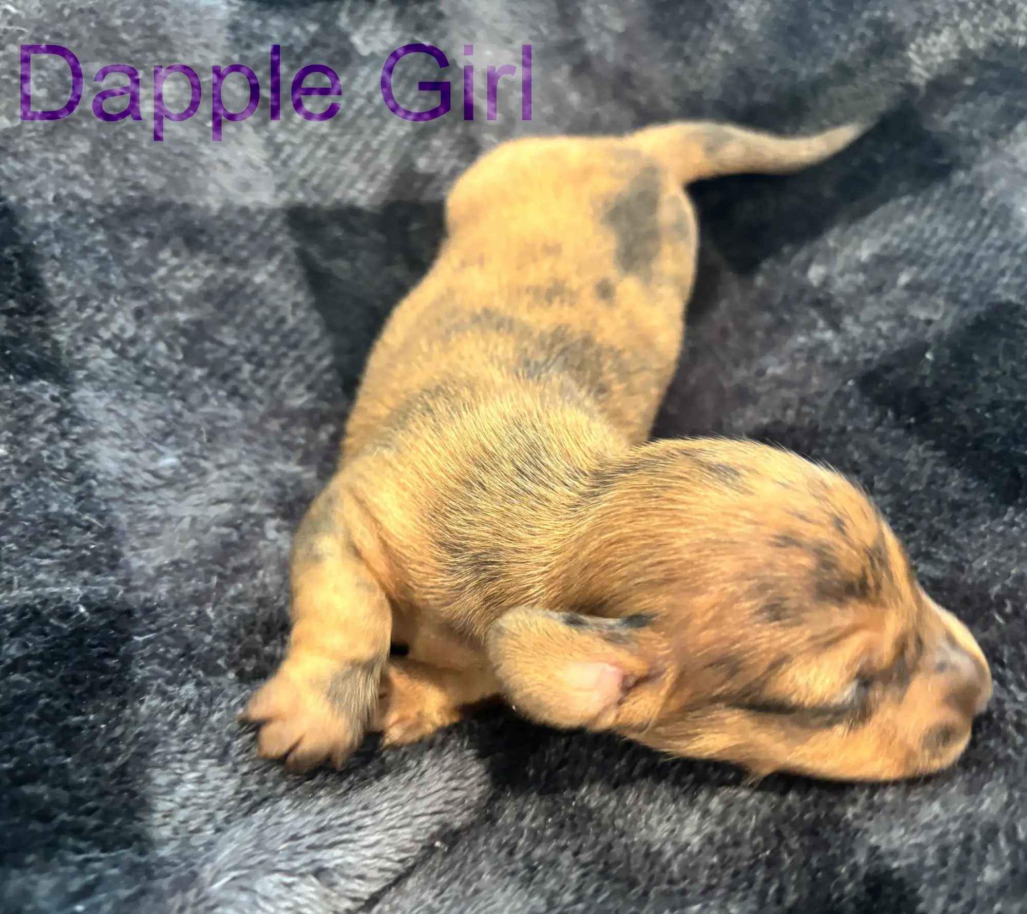 Litter 3: Dapple Girl