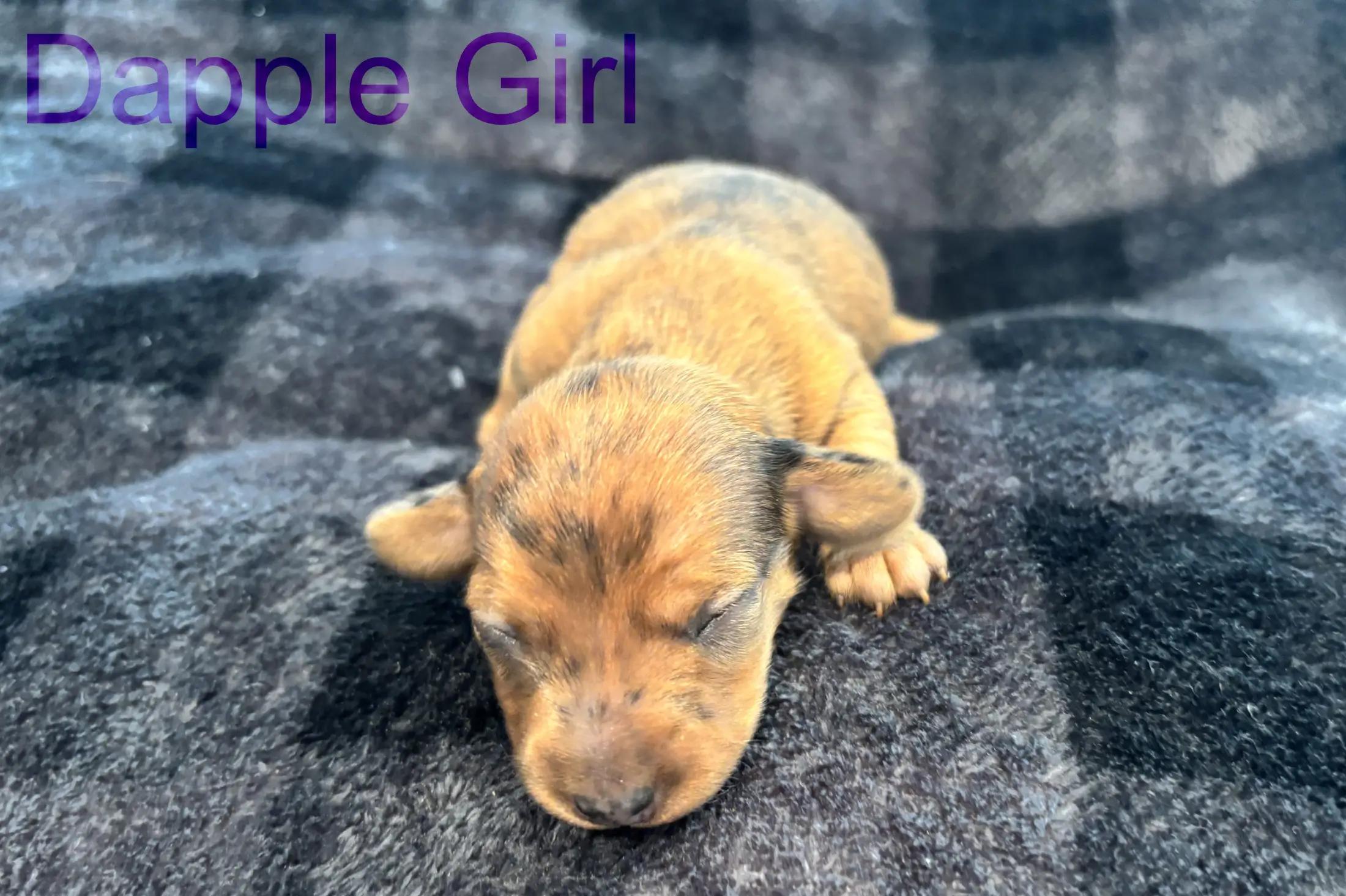 Litter 3: Dapple Girl