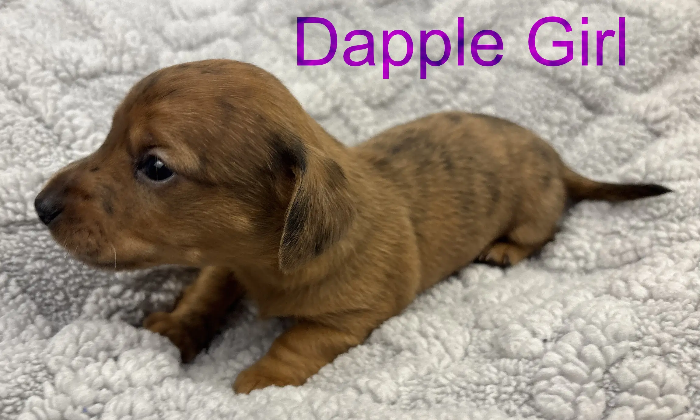 Dapple Girl third/fourth week