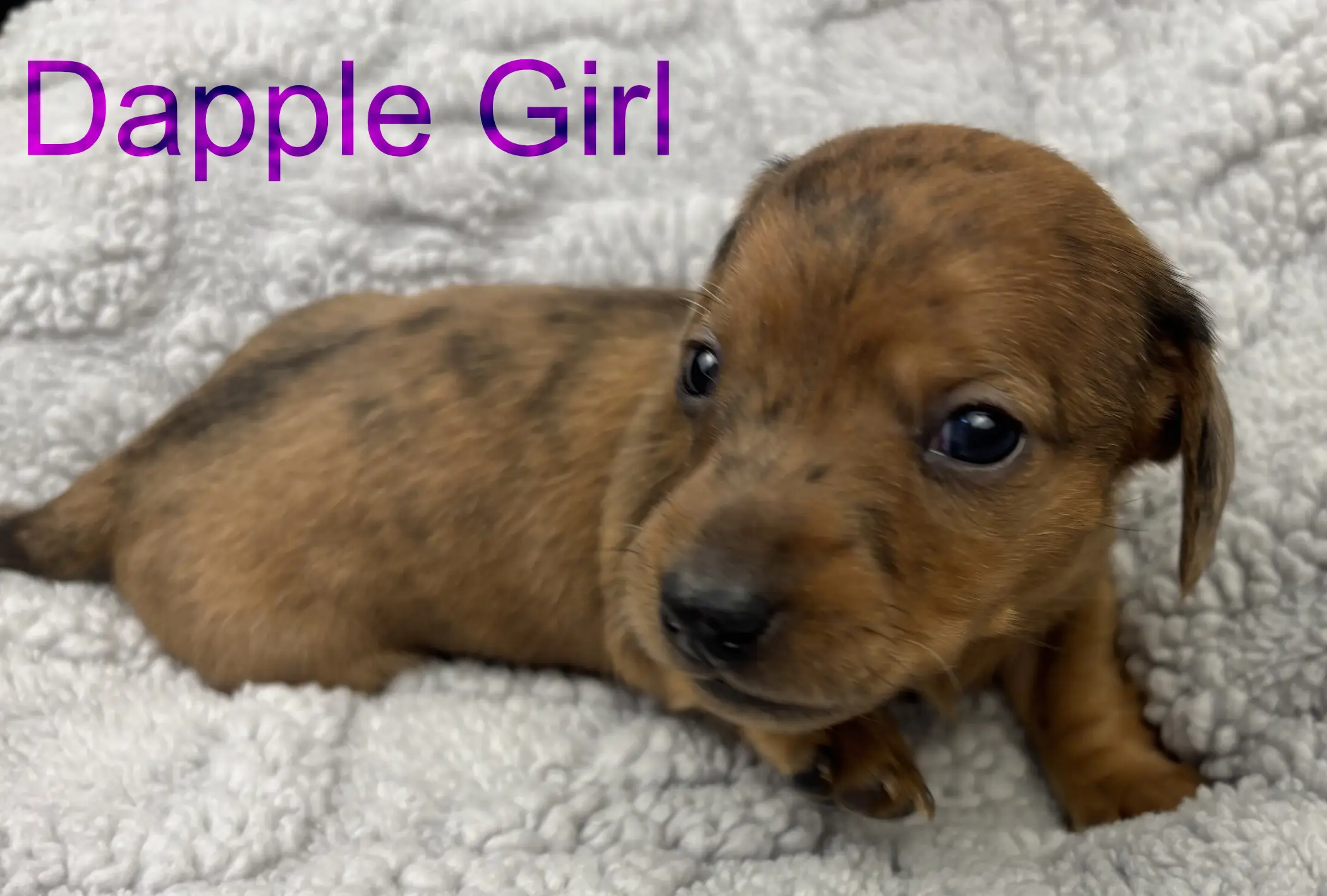 Litter 3: Dapple Girl