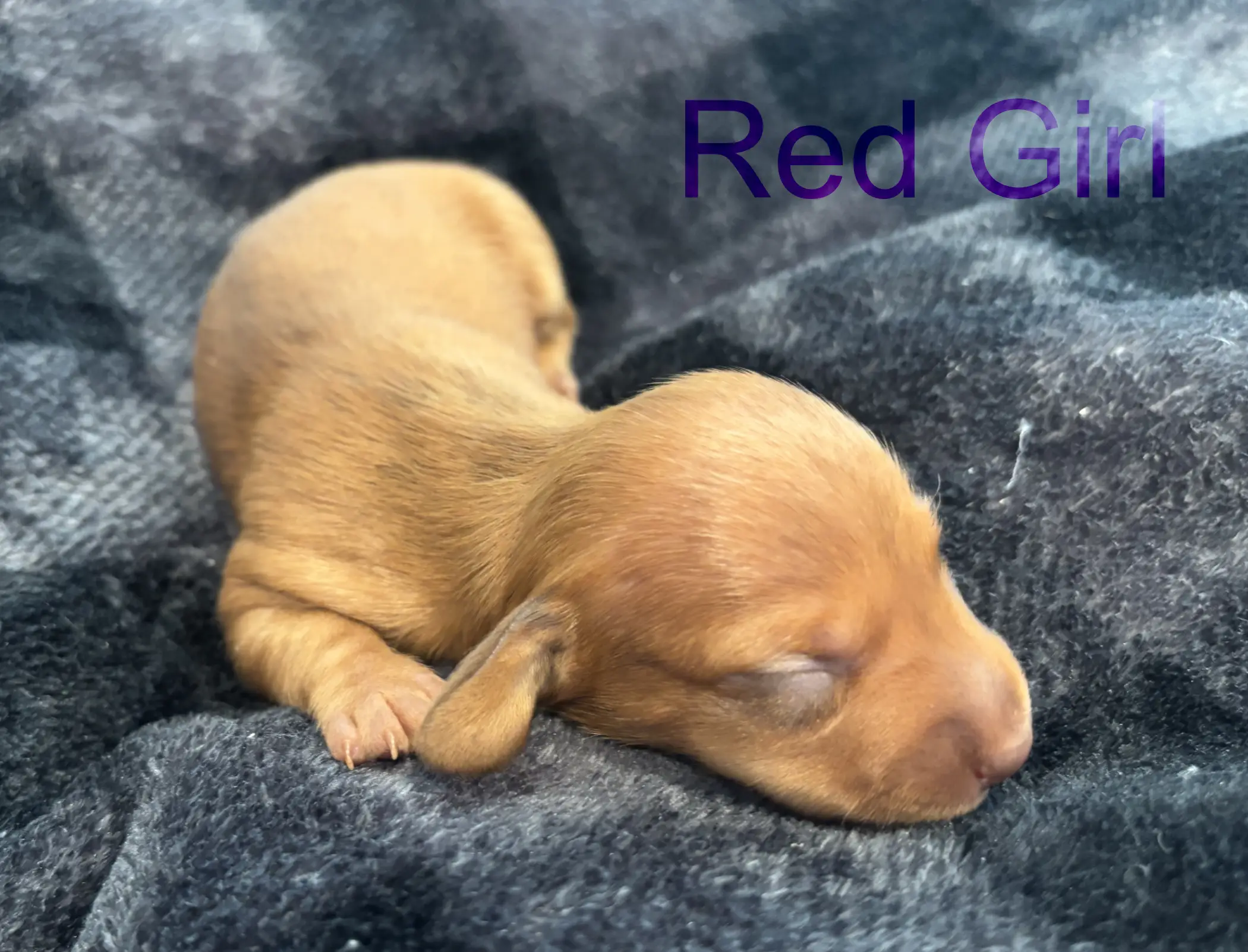 Red Girl first/second week