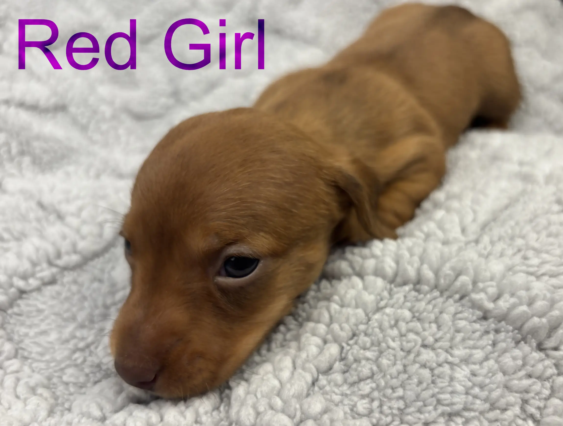 Red Girl third/fourth week