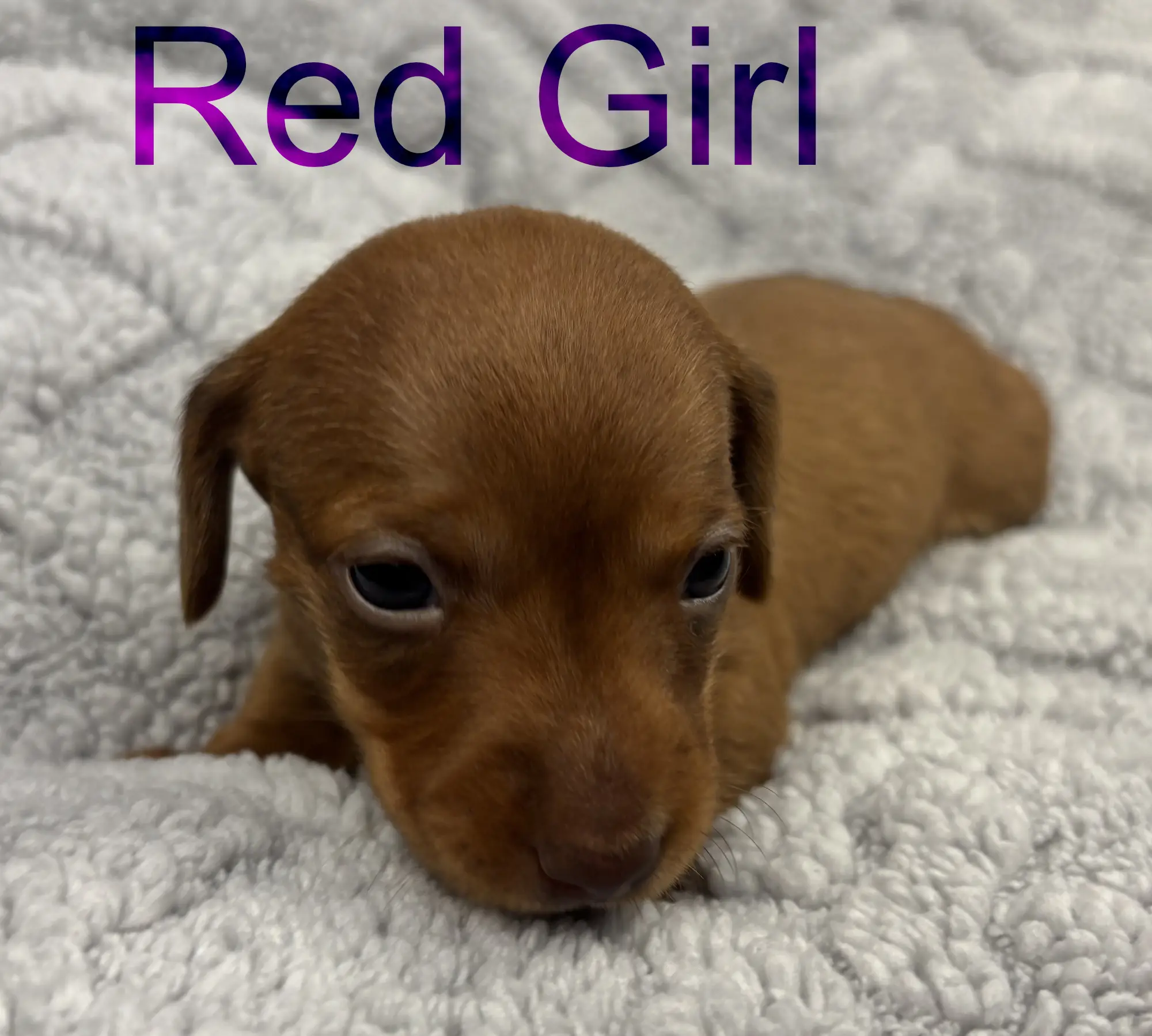 Litter 3: Red Girl
