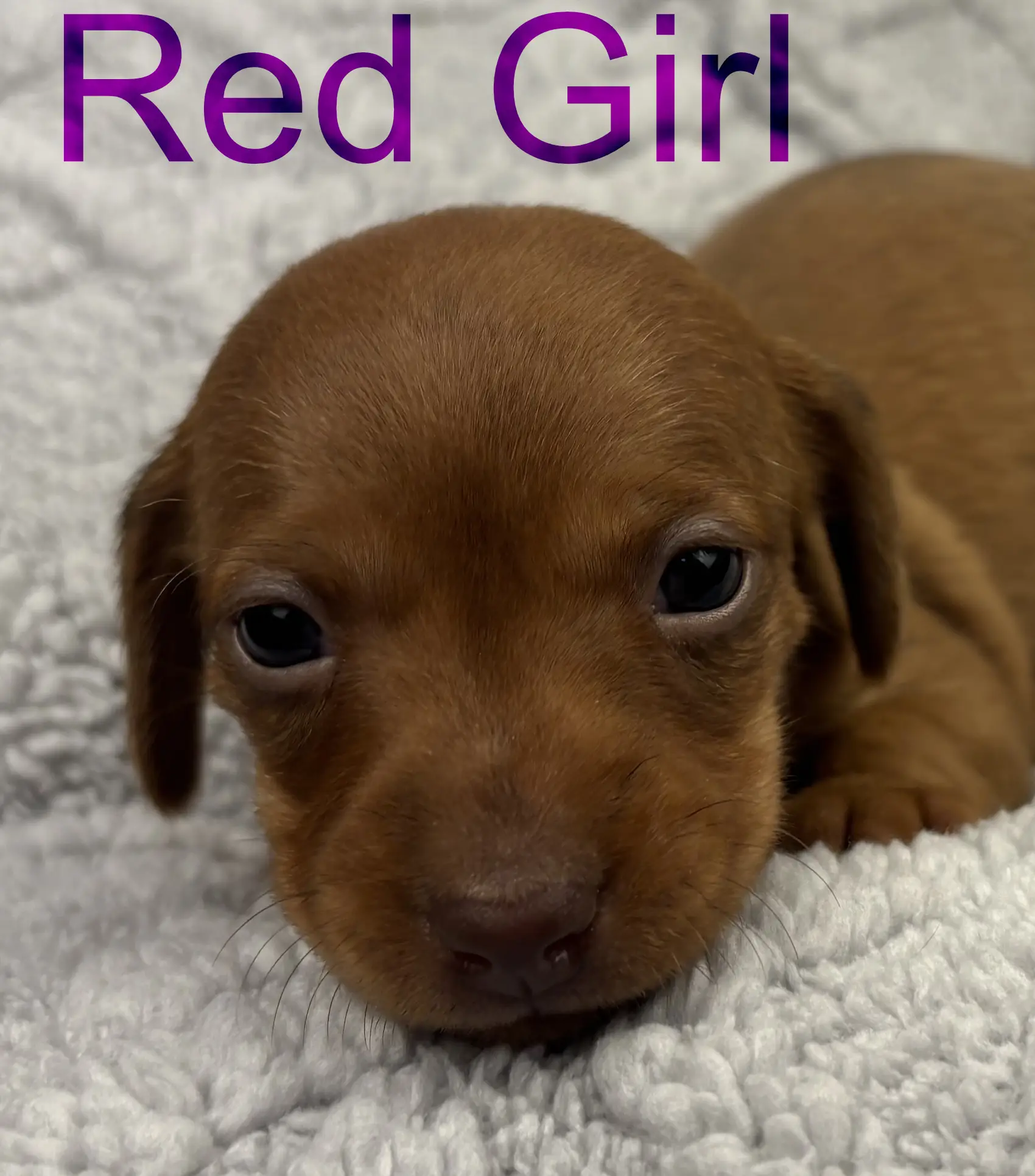 Litter 3: Red Girl