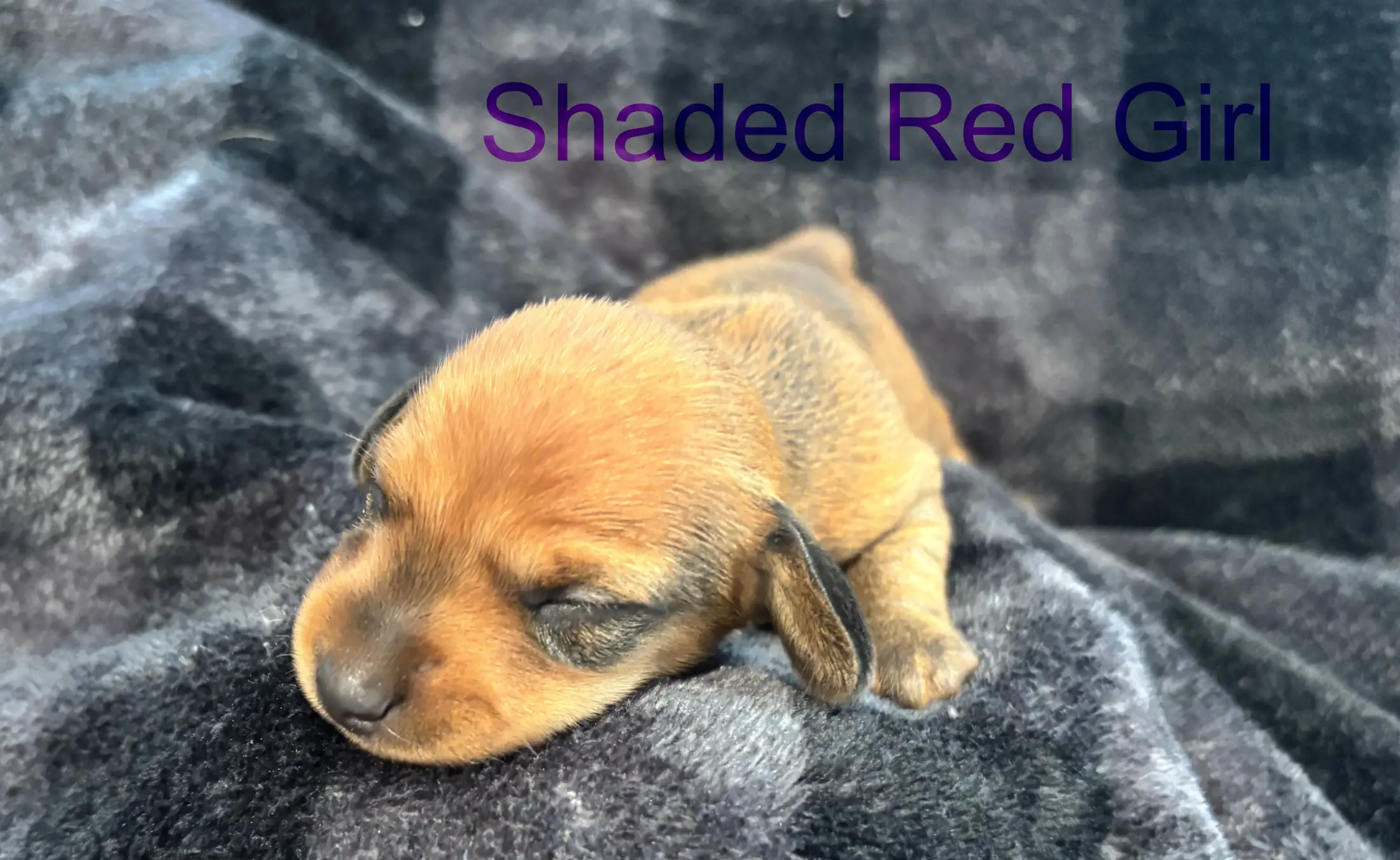 Shaded Red Girl first/second week