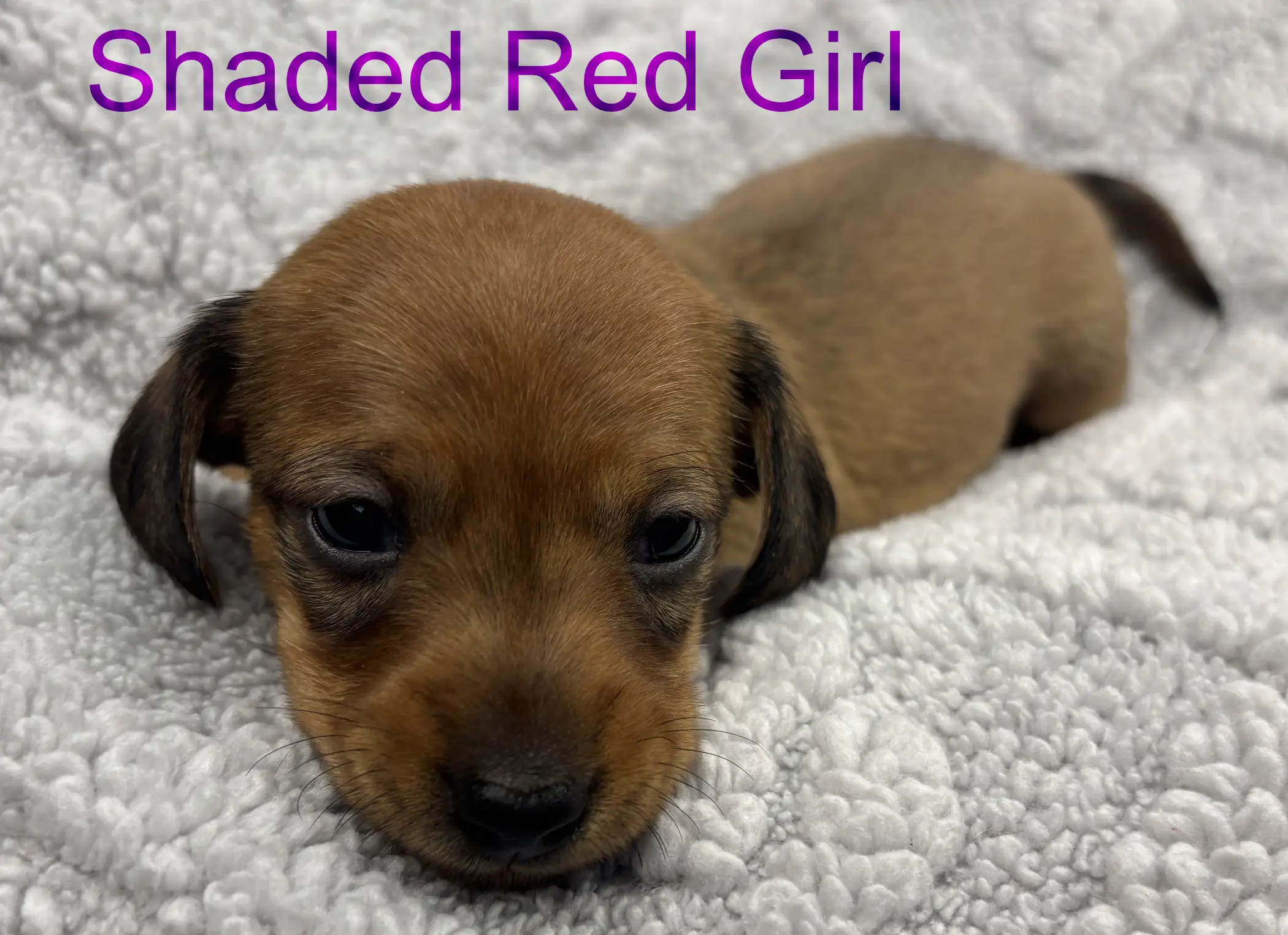 Shaded Red Girl third/fourth week