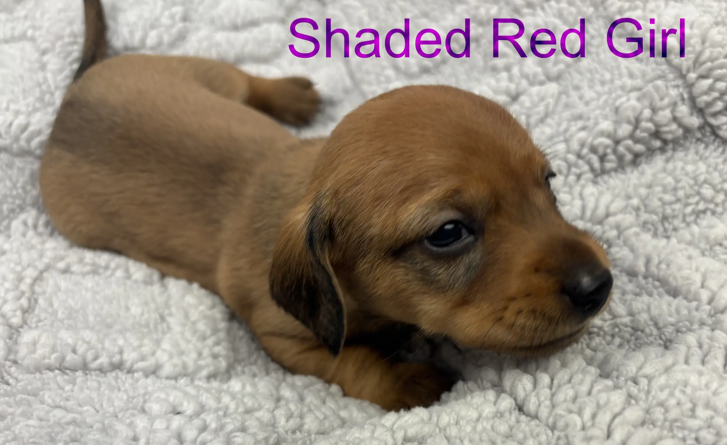 Litter 3: Shaded Red Girl