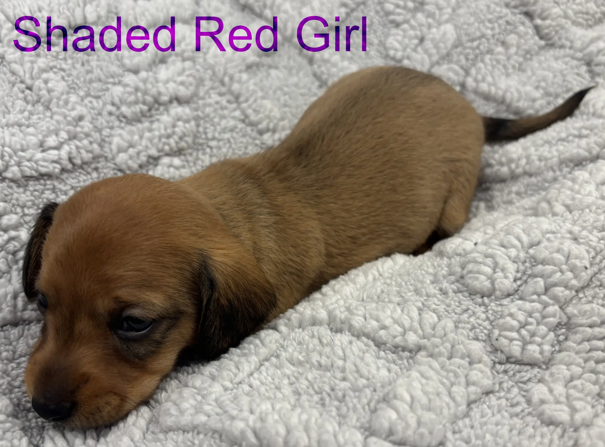 Litter 3: Shaded Red Girl