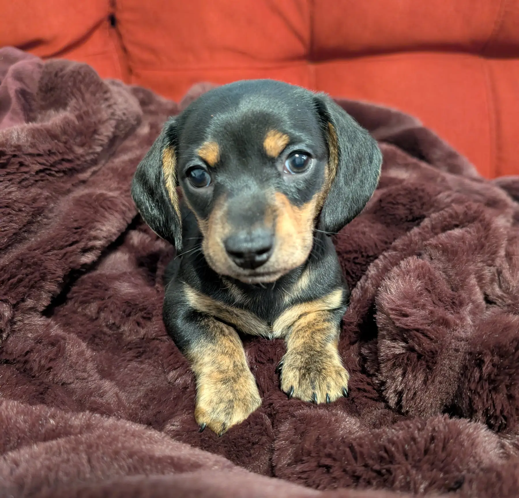 Litter 1: Black and Brindle Male update 2-1-2025