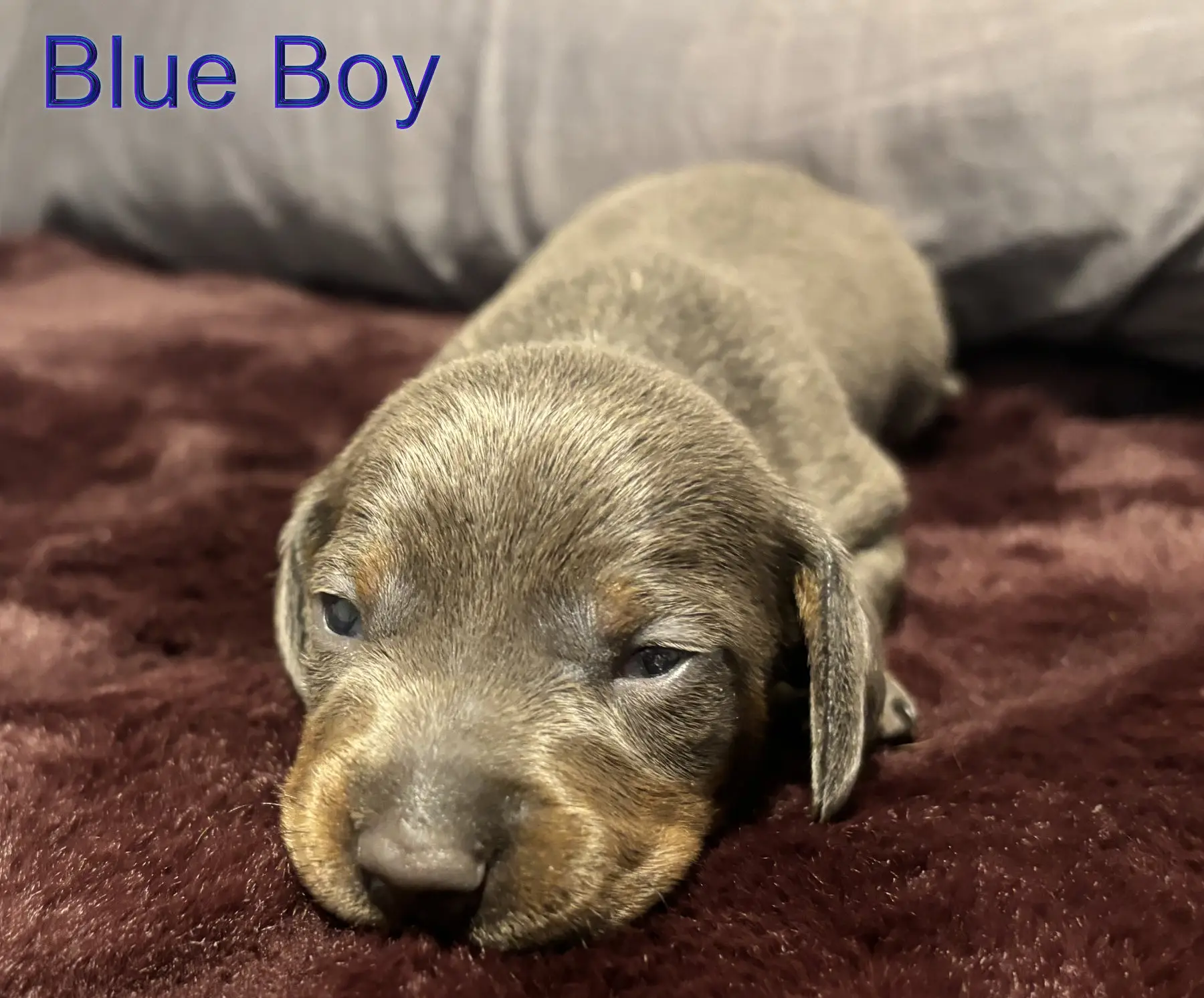 Litter 2: Brindle Boy