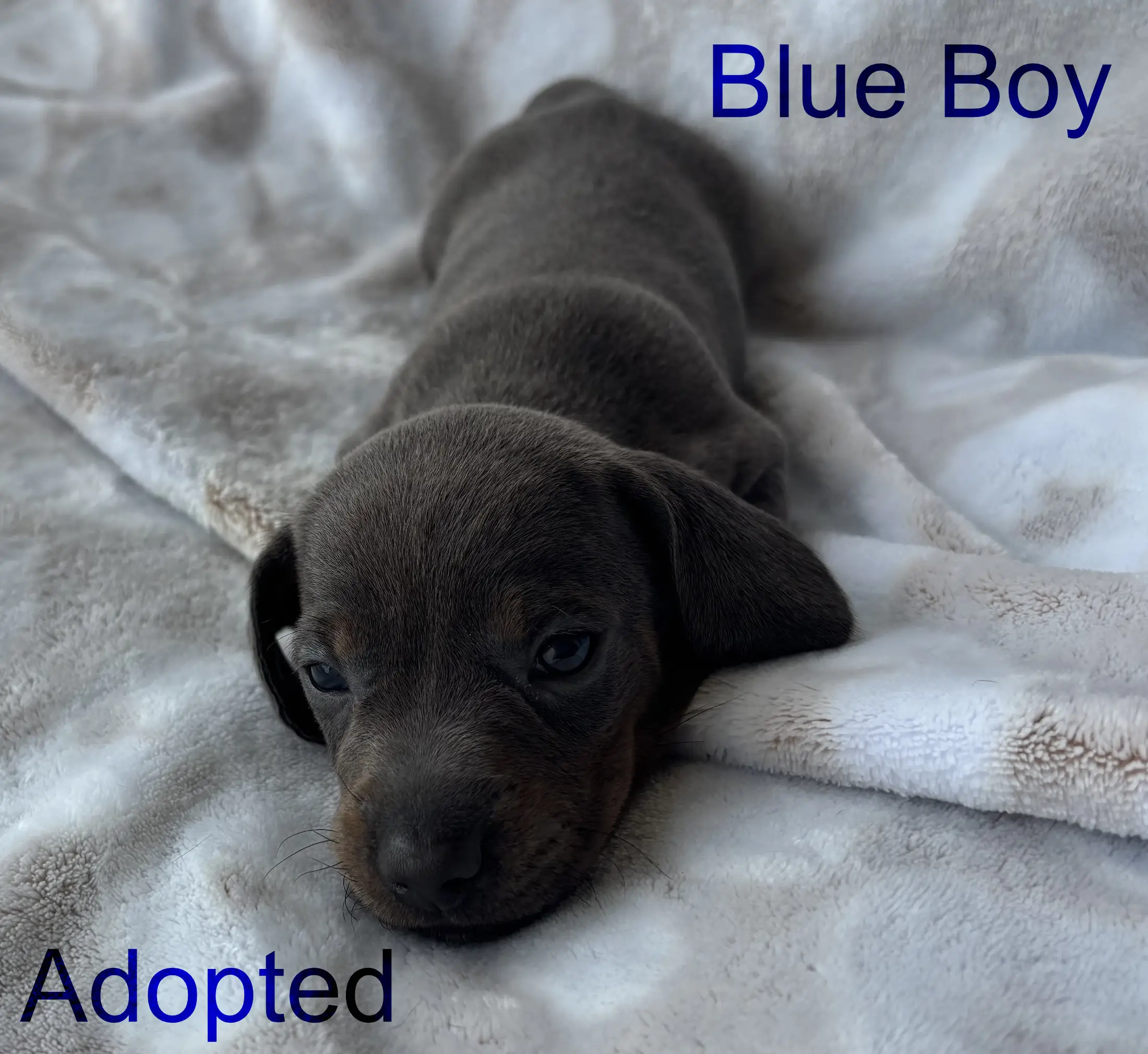 Litter 2: Brindle Boy