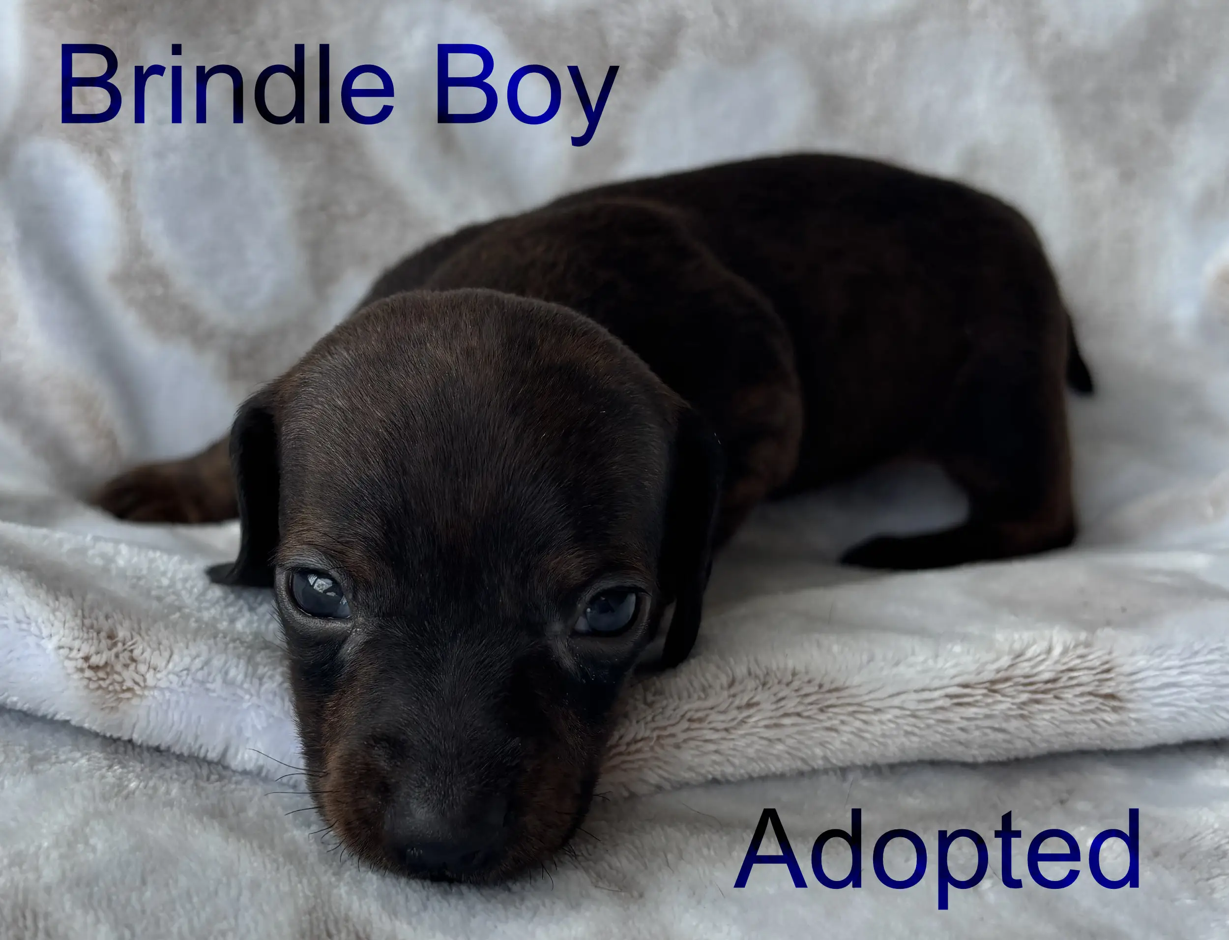 Litter 2: Brindle Boy