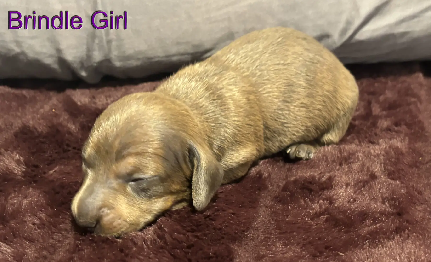 Litter 2: Brindle Girl