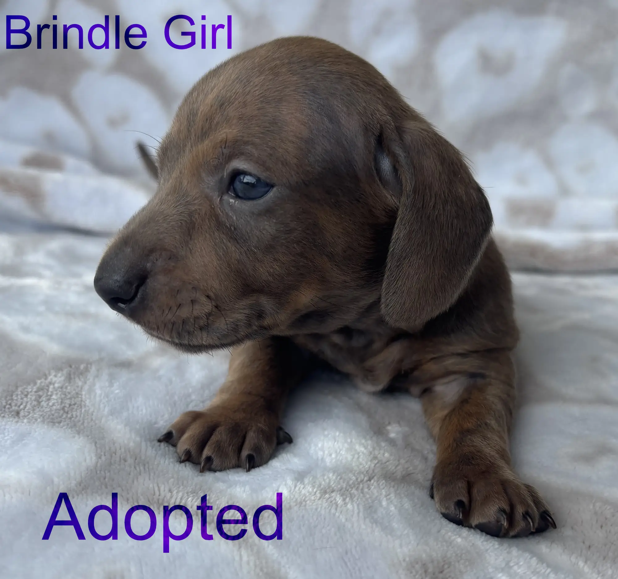 Litter 2: Brindle Girl