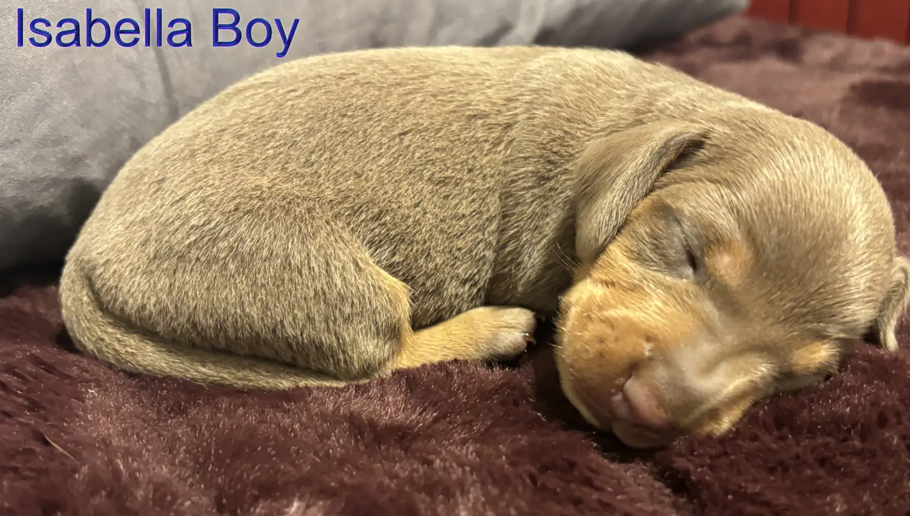 Litter 2: Isabella Boy