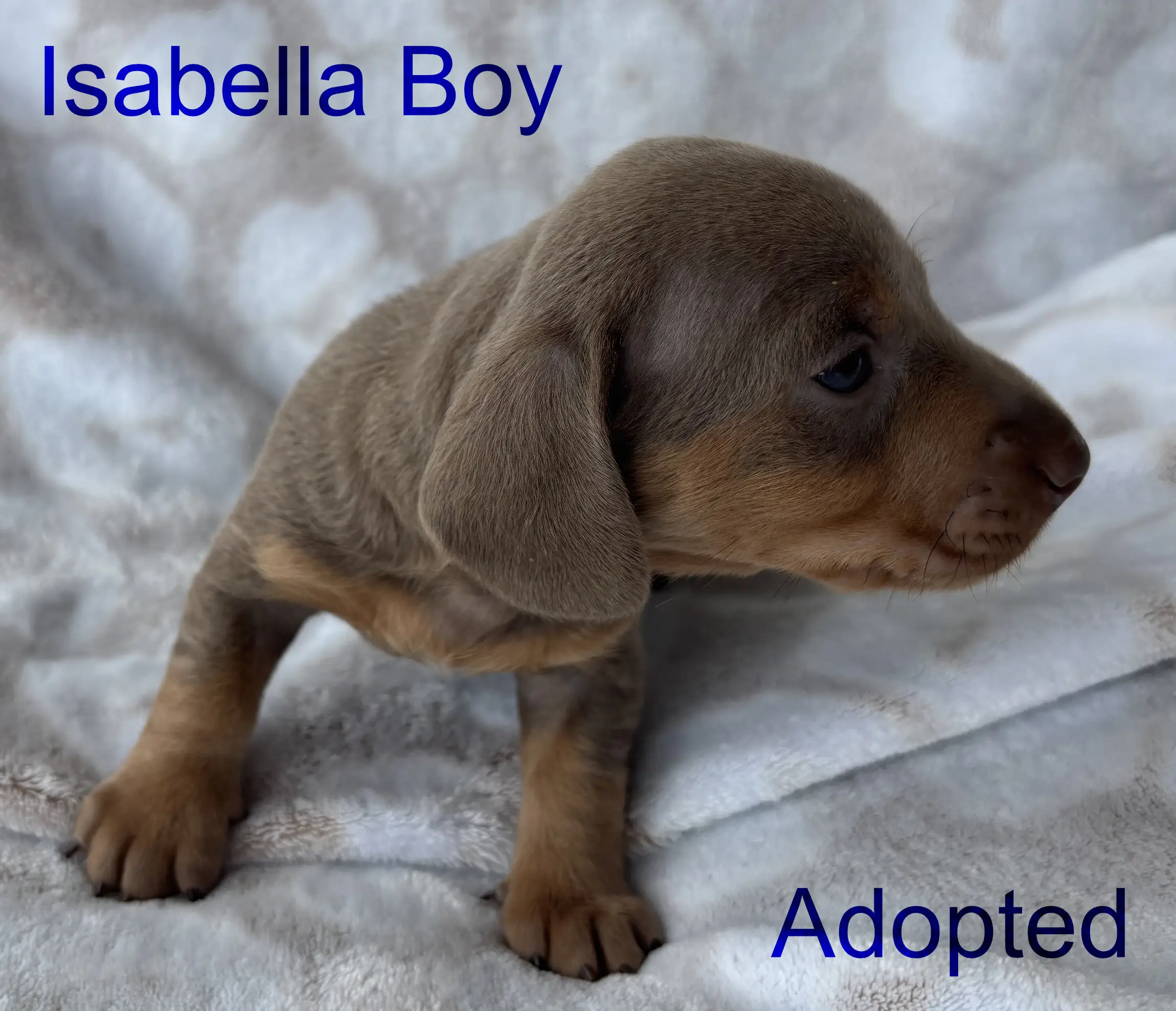 Litter 2: Isabella Boy