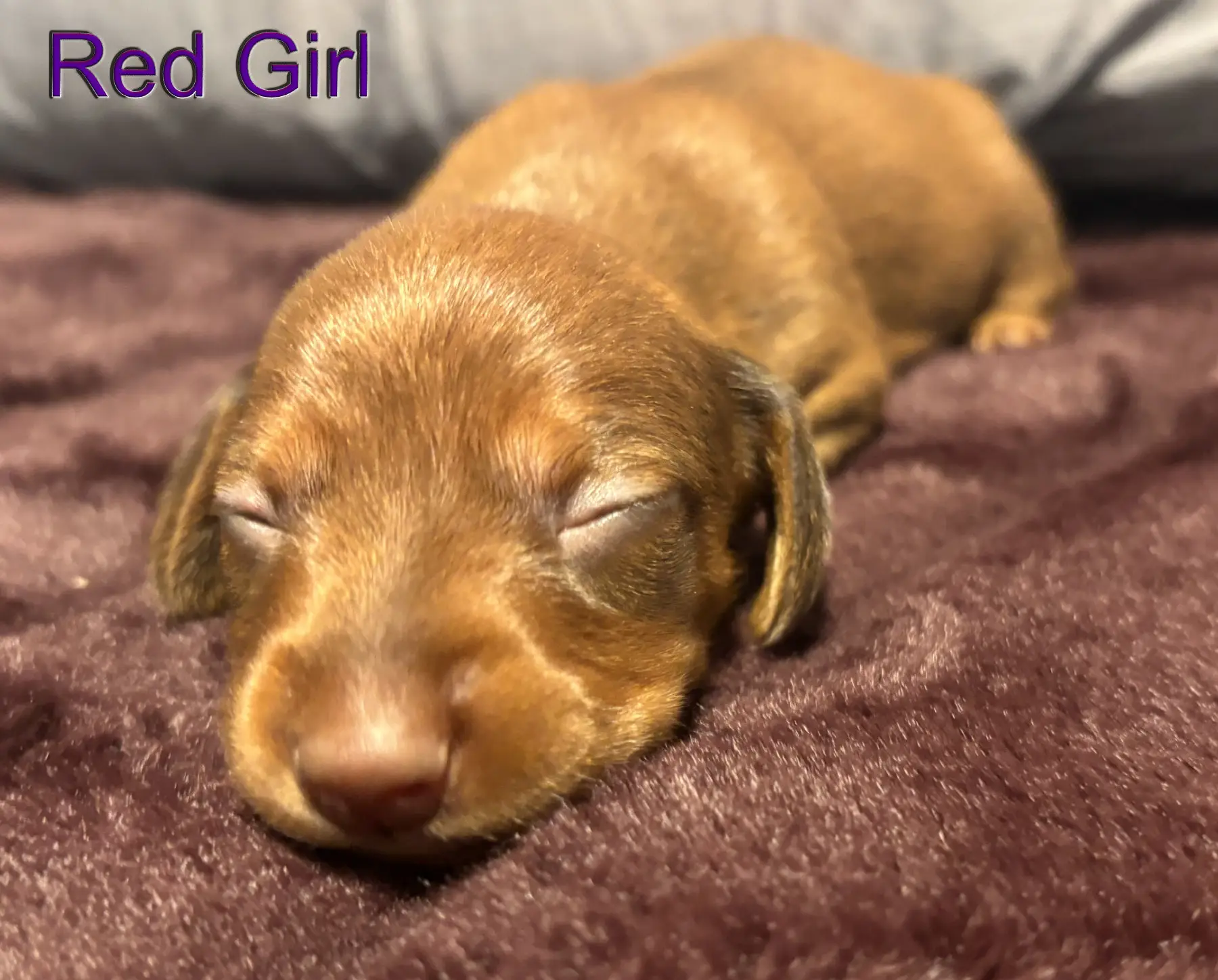 Litter 2: Red Girl