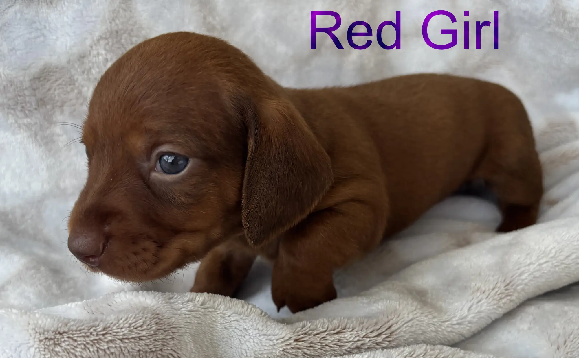 Litter 2: Red Girl