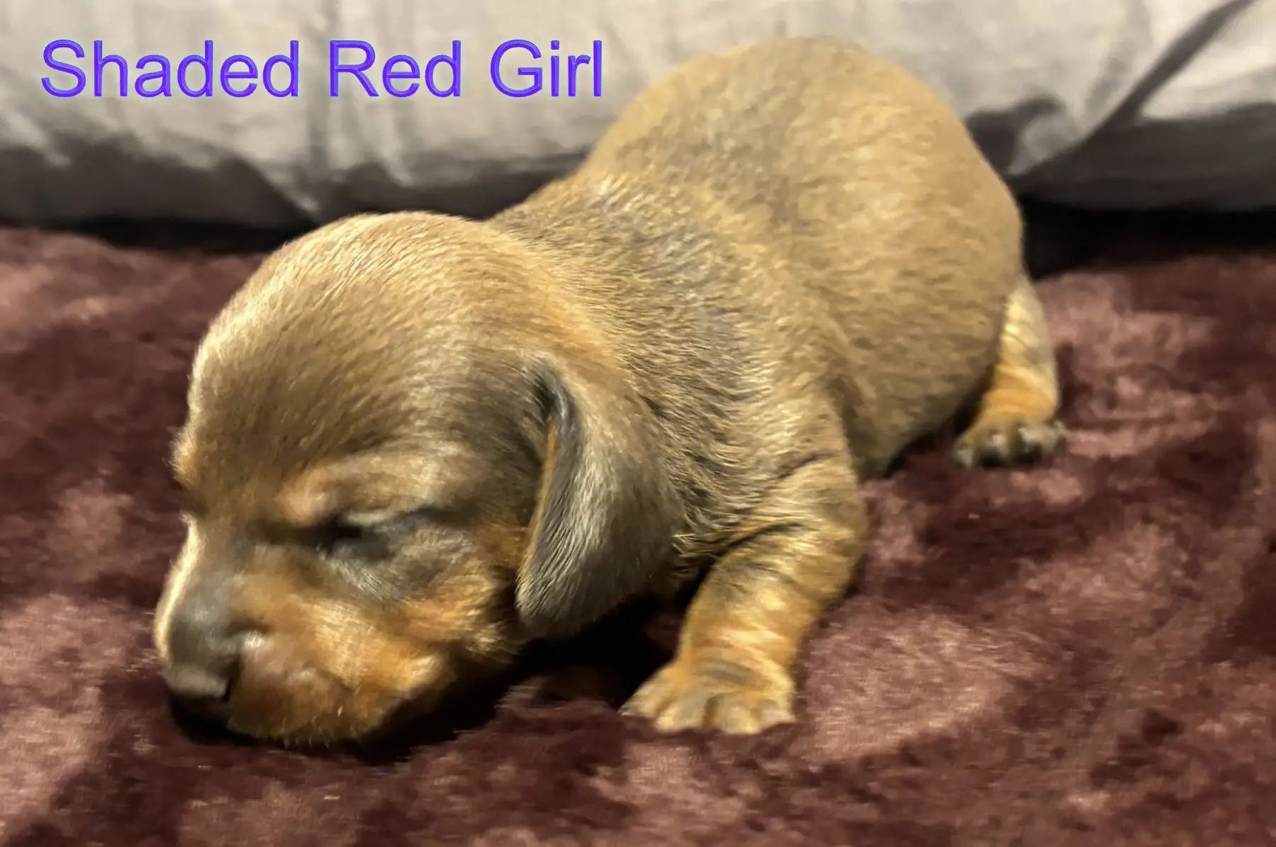 Litter 2: Shaded Red Girl