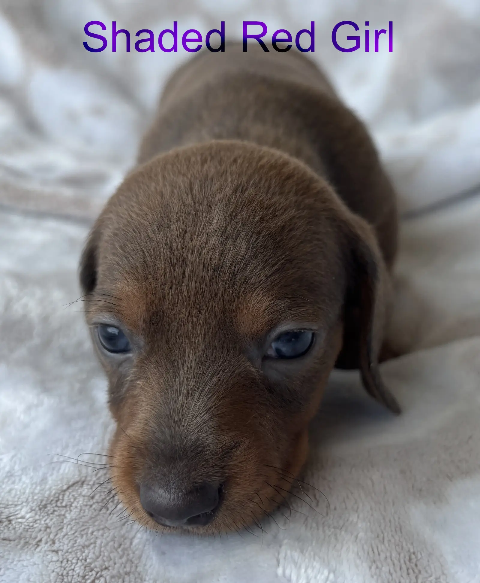 Litter 2: Shaded Red Girl