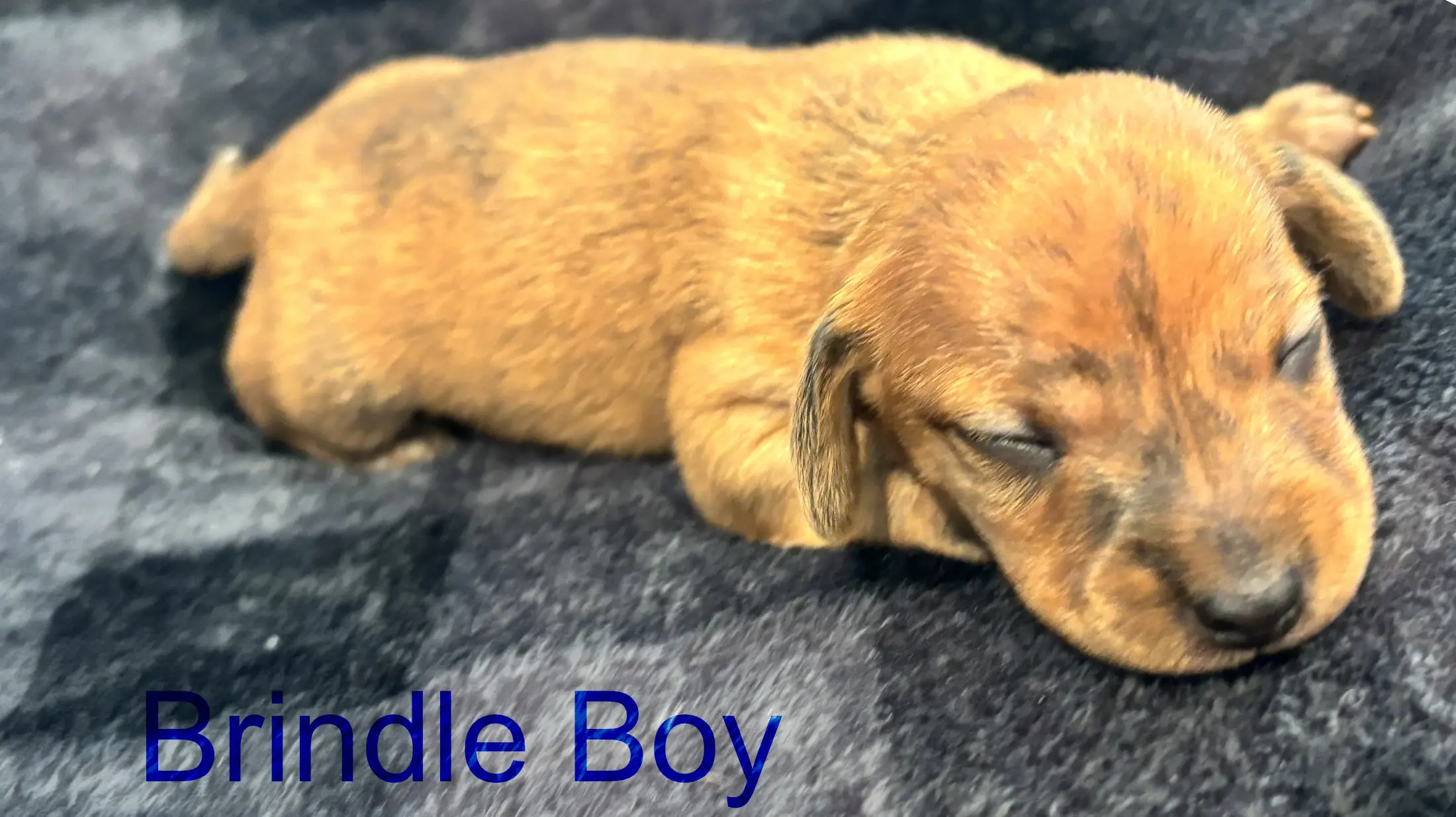 Litter 3: Brindle Boy