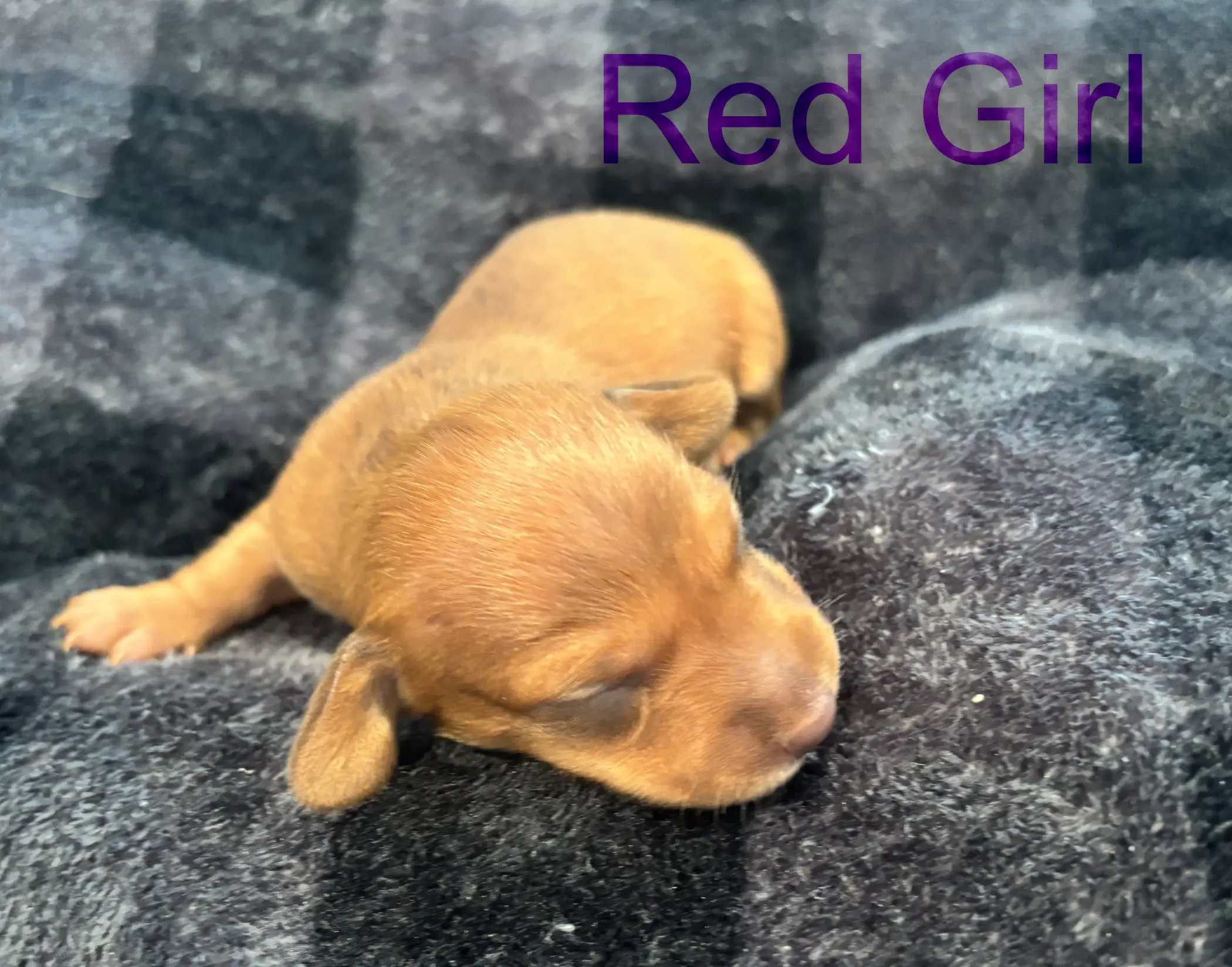 Litter 3: Red Girl