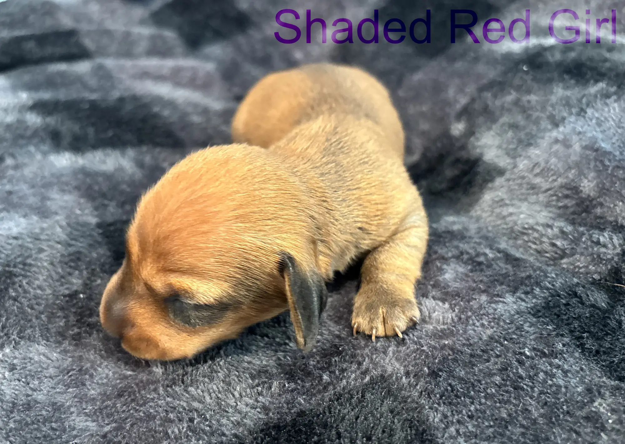 Litter 3: Shaded Red Girl